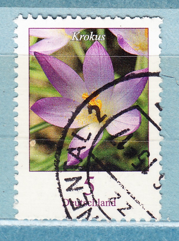 Krokus