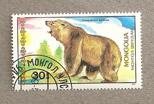 Ursus arctos syriacus