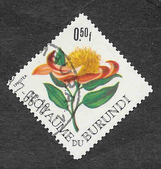 141 - Protea
