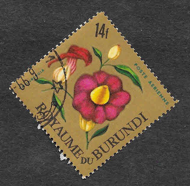 C20 - Thunbergia