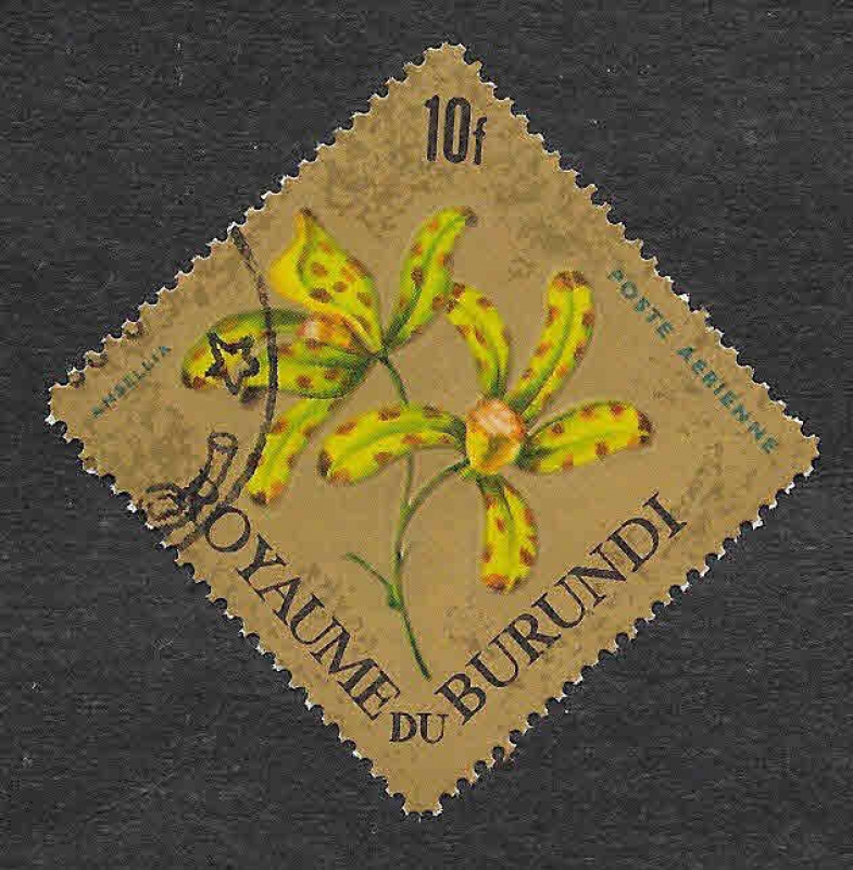 C19 - Ansellia