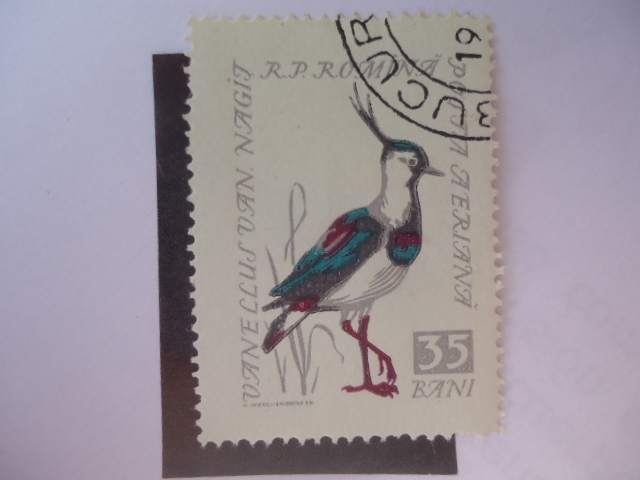 Avefria del Norte (Vanellus vanellus) Aves Cantoras.