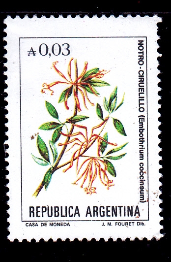 FLORES-NOTRO-CIRUELILLO