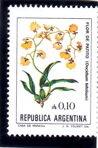 FLOR DEL PATITO 