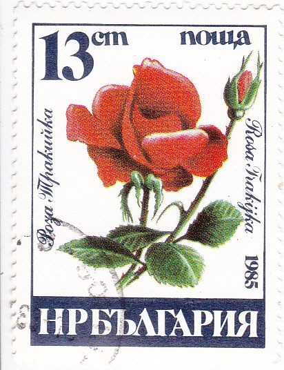 FLORES- ROSA