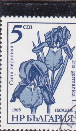 FLORES-IRIS GERMANICA
