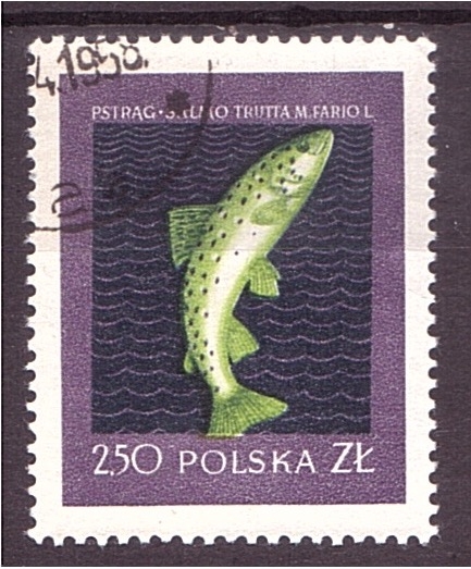 serie- Peces
