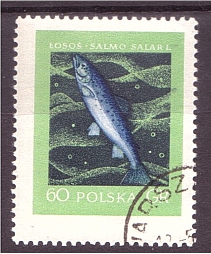 serie- Peces