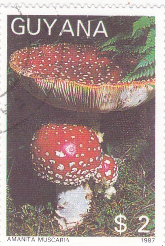 SETAS-Amanita muscaria 