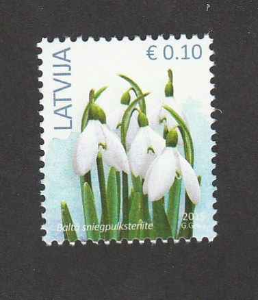 Campanilla de invierno