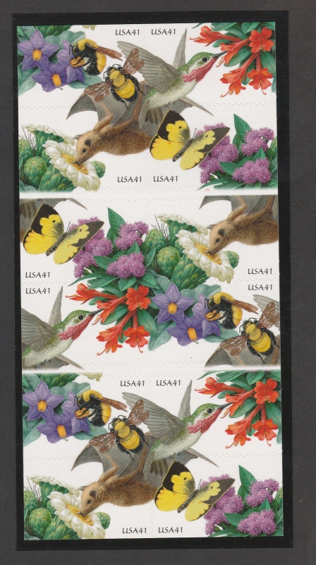 Colibrí caliope & coloradillo