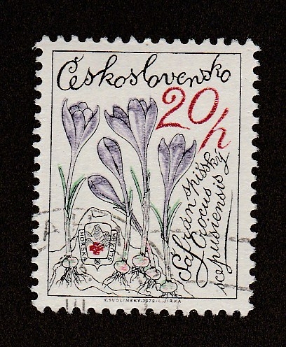 Crocus scepusiensis