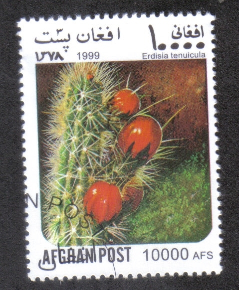 Cactus, Corryocactus (Erdisia tenuicula)