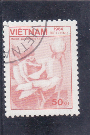 FLORES- ROSA