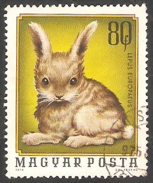 2406 - Cria de liebre doméstica