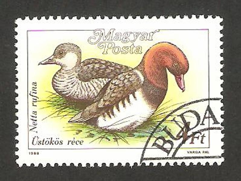 3175 - Pato netta rufina