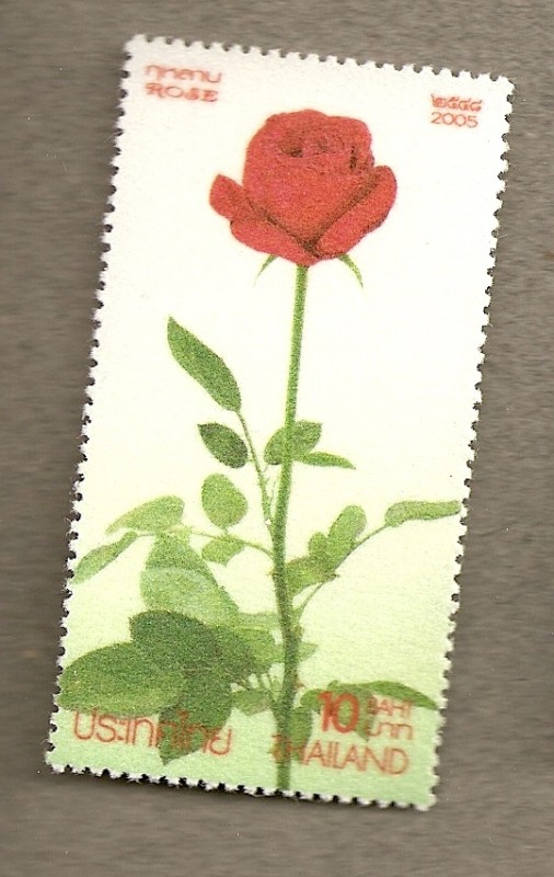 Rosa de tallo largo