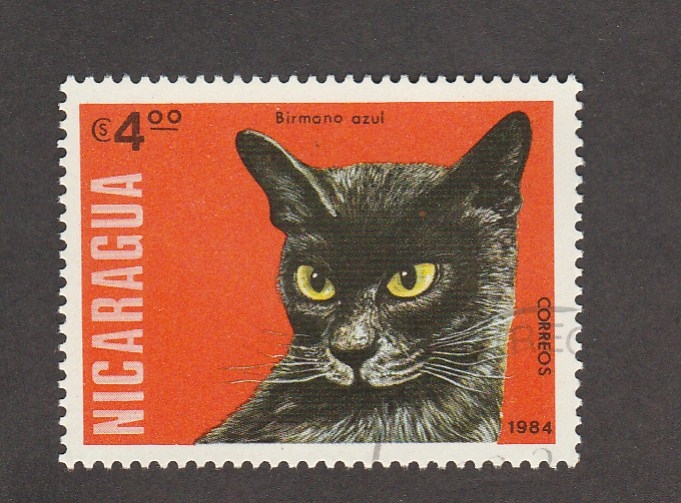 Gato birmano azul