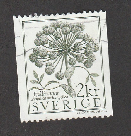Angelica archangelica