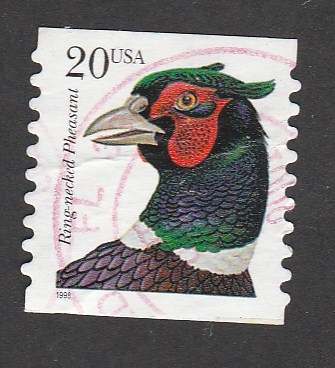 Faisán de cuello anillado rojo
