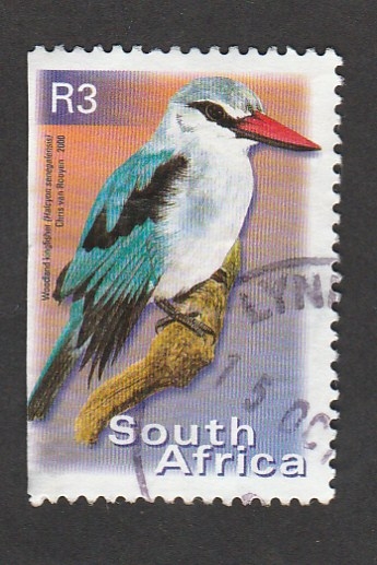 Ave Alcyon senegalensis