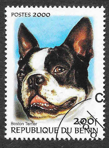 Perro