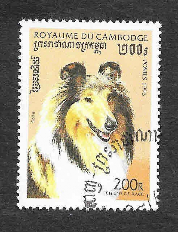 1564 - Perro