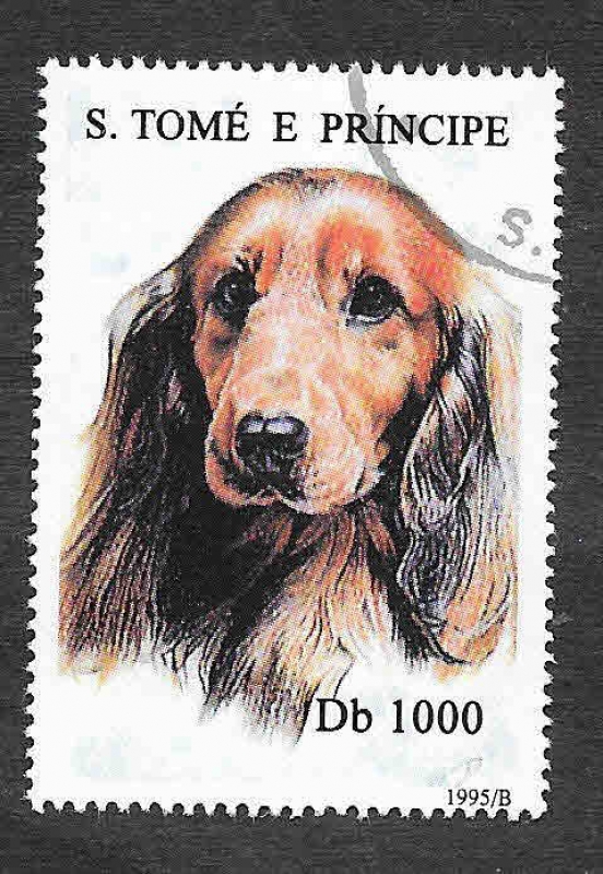 1243 - Perro