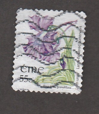 Pinguiebla grandiflora