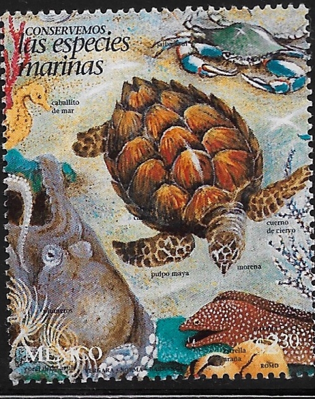 Tortuga carey