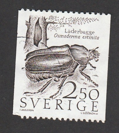 Insecto Osmoderma eremita