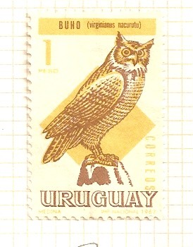Pajaros. Gran buho con cuernos.