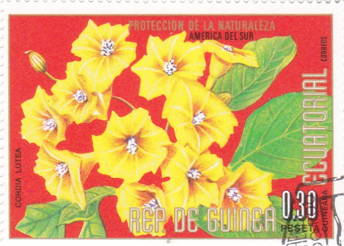 FLORES- PROTECCIÓN DE LA NATURALEZA