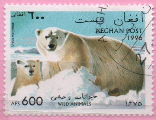 Oso marino