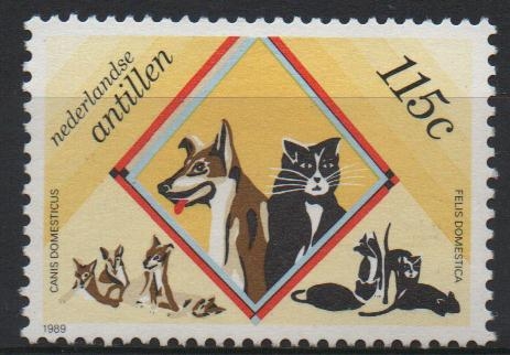 PERROS  Y  GATOS