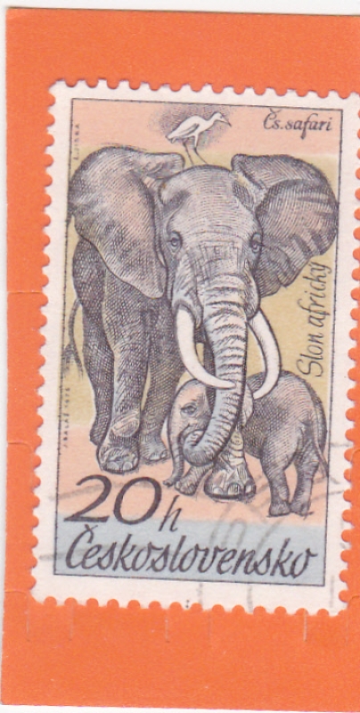 ELEFANTE AFRICANO