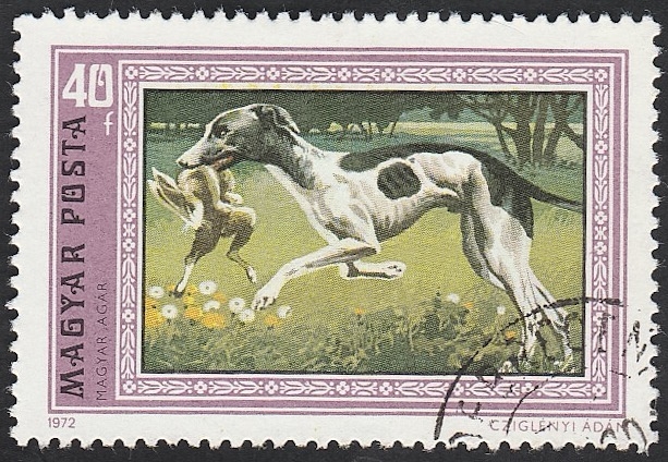 2221 - Perro de caza