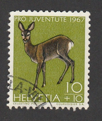 Cervatillo