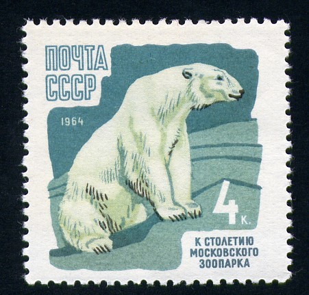 Oso polar