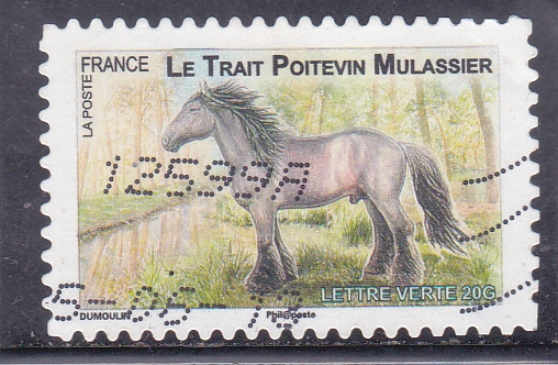 CABALLO