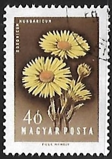 Doronicum hungaricum