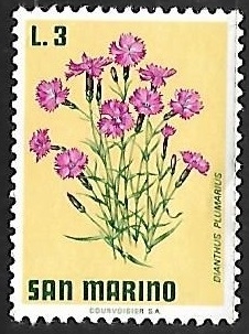 Dianthus plumarius