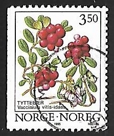 Vaccinium vitis-idaea