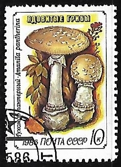 Setas - Amanita pantherina