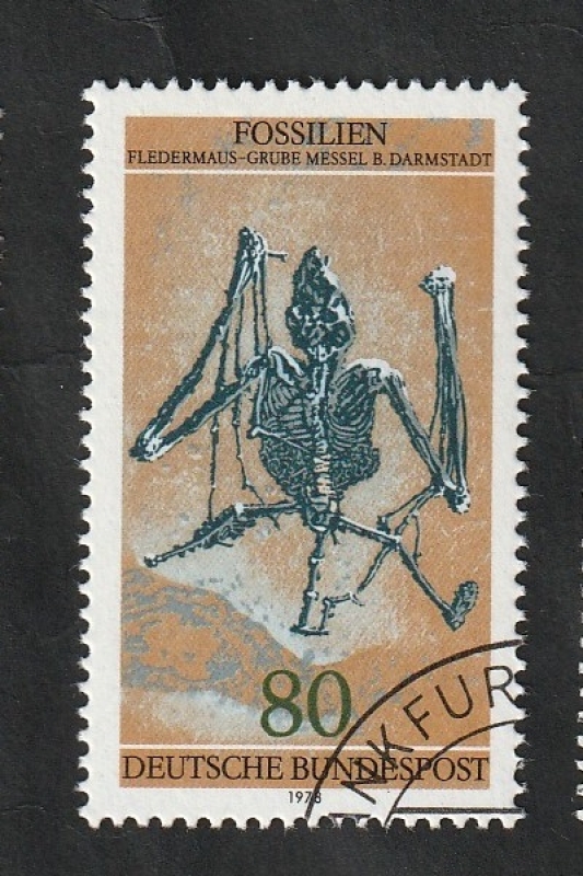 821 - Fósil