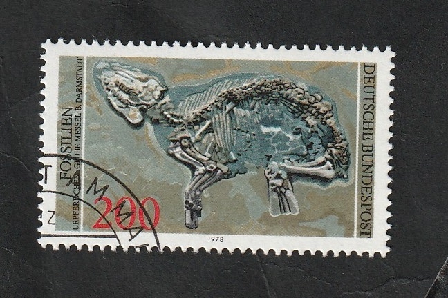 822 - Fósil