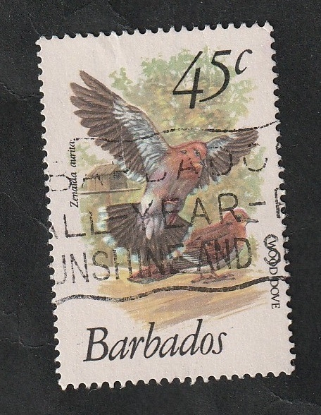 482 - Ave, zenaida aurita