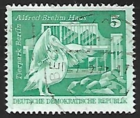 Pelicano