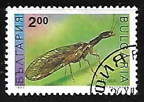 Snake Fly