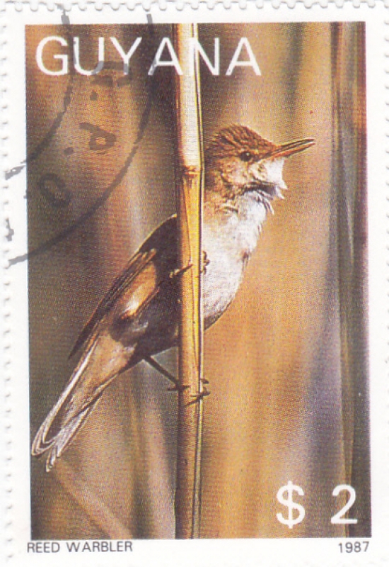 AVE-REED WARBLER